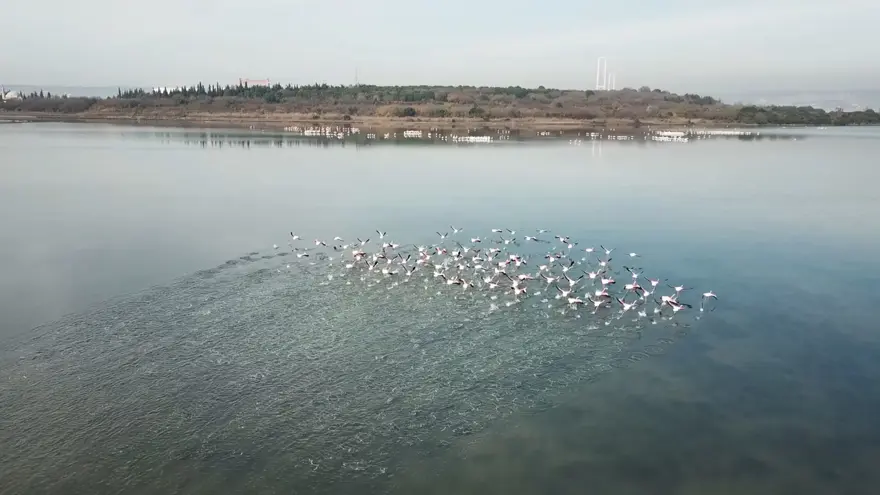 Hersek Lagünü'nde kuş türü sayısı 238'e yükseldi 10 Hersek Lagünü'nde kuş türü sayısı 238'e yükseldi 10