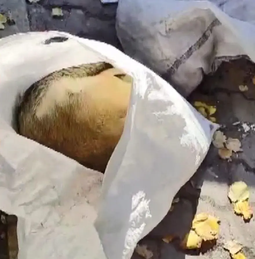Avcılar'da çöpten çuval içinde ölü köpek yavruları çıktı 3