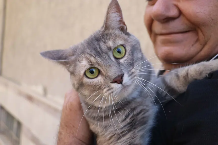 Felçli kedisini tekrar hayata bağladı 4