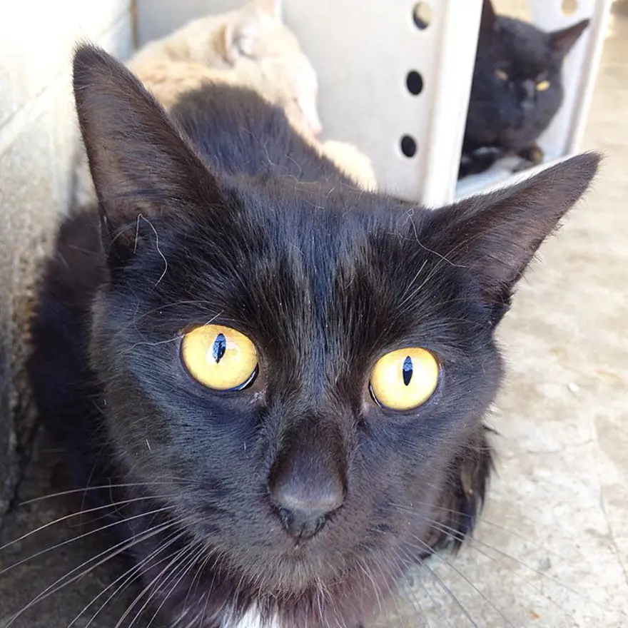 Hayatını kedileri kurtarmaya adadı 144