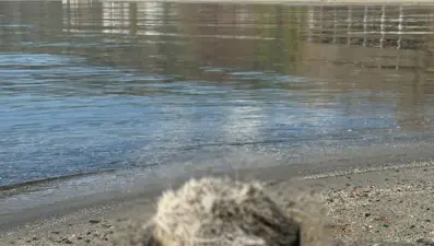 Erdek sahiline iki porsuk ölüsü vurdu