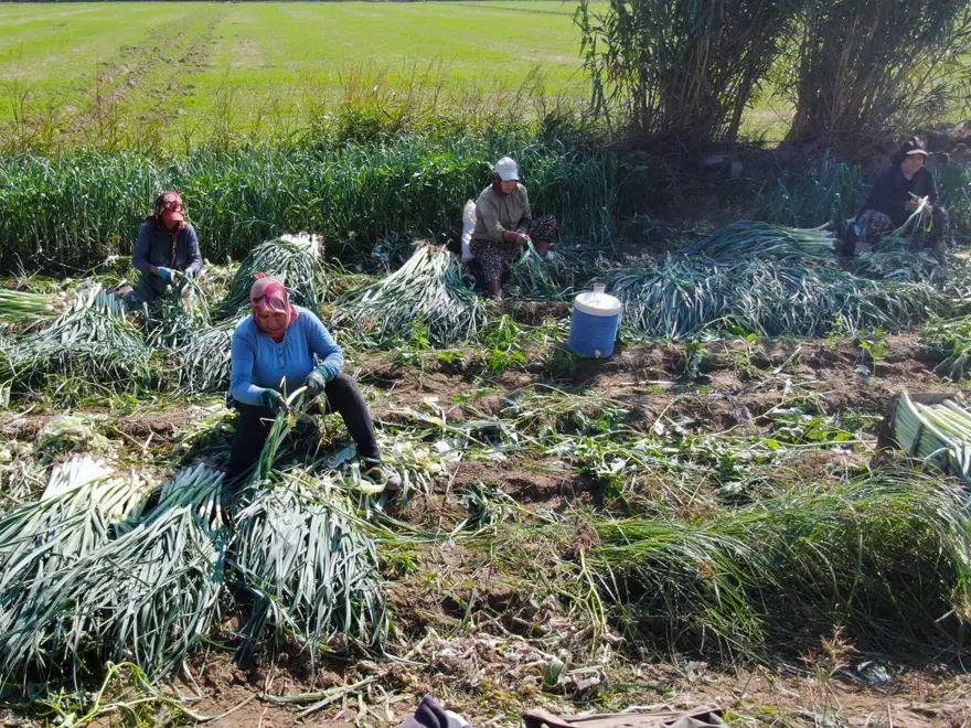 Tarlada ucuz, pazarda pahalı: Halk arasında ona &quot;doğal antibiyotik&quot; deniyor 