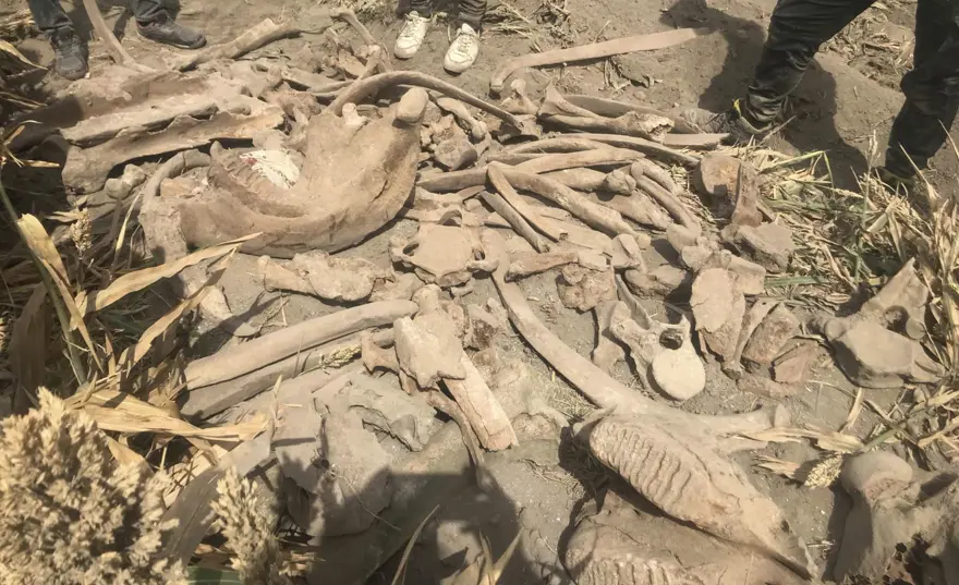 Kahramanmaraş'ta ekim için sürülen tarlada fil fosili bulundu 1