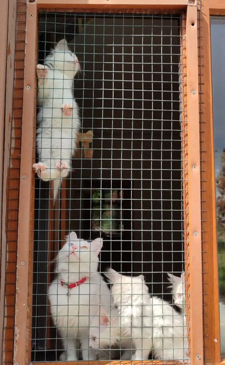 Van kedileri için koruma projesi: Yavru sayıları her yıl artacak 7 Van kedileri için koruma projesi: Yavru sayıları her yıl artacak 7