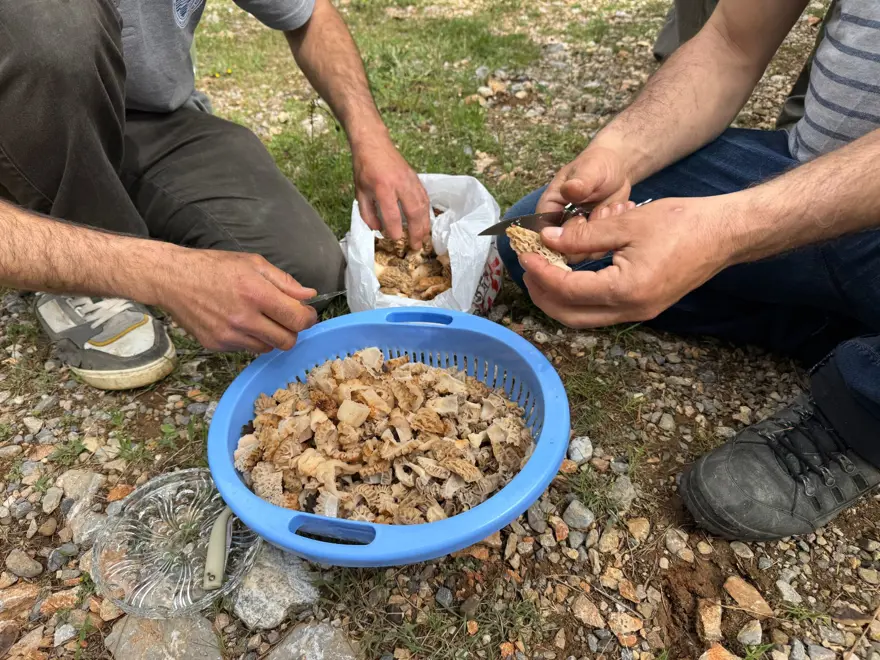 Doğada kendi kendine yetişiyor, halk arasında "göbelek" deniliyor: "Altın bulsak bu kadar sevinmeyiz" 4