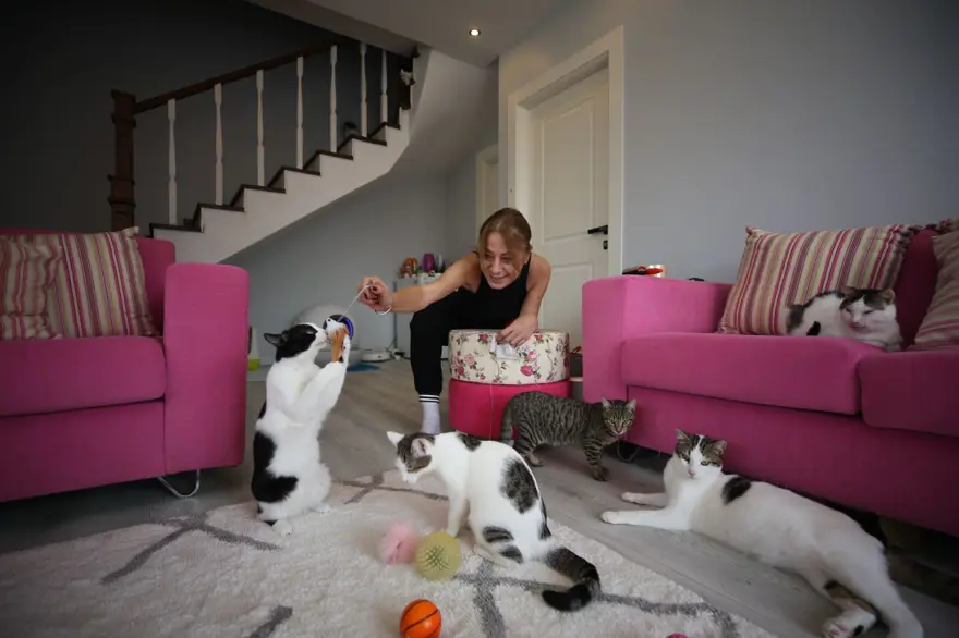 Obez kedi Cüce'ye özel diyet: 18 kedisini sokağa bırakmadı müstakil eve taşındı 3