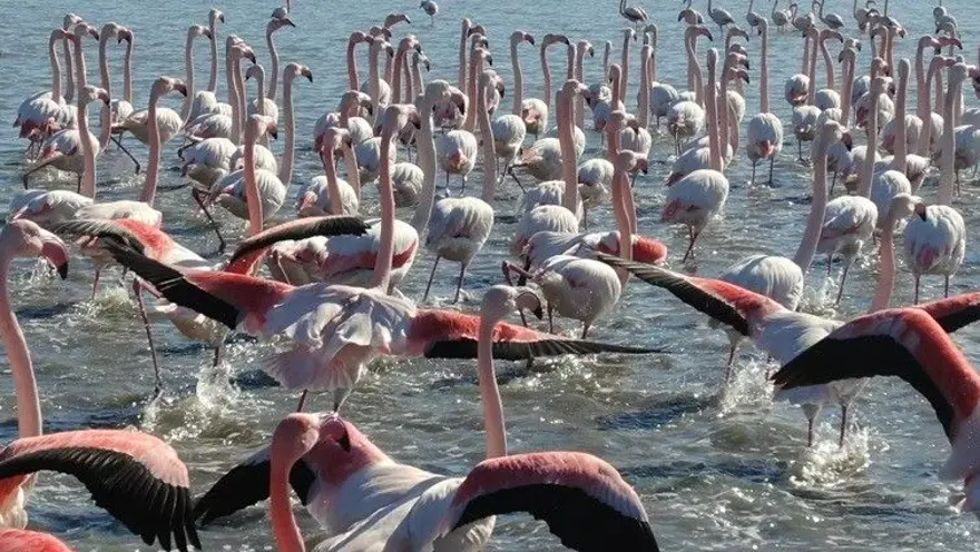 Flamingoların muhteşem kış dansı 2