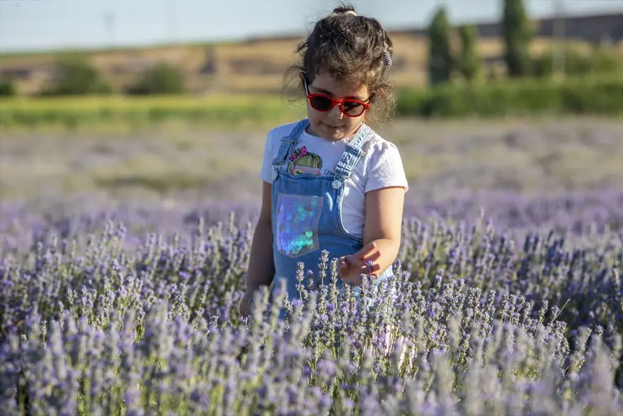 Diyarbakır'ın yeni cazibe merkezi: Lavanta bahçeleri 13