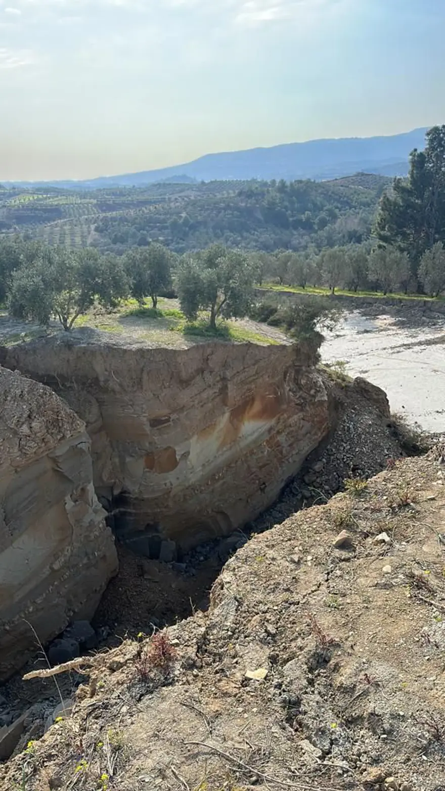 Depremin ardından Hatay'daki zeytinliklerde dev yarıklar 1