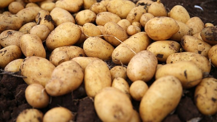Belediyeler üreticiden patates alımına başladı