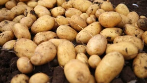 Belediyeler üreticiden patates alımına başladı Belediyeler üreticiden patates alımına başladı