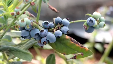 Adana'da yaban mersini üretildi: Kilosu tarlada 160 TL'ye satılıyor