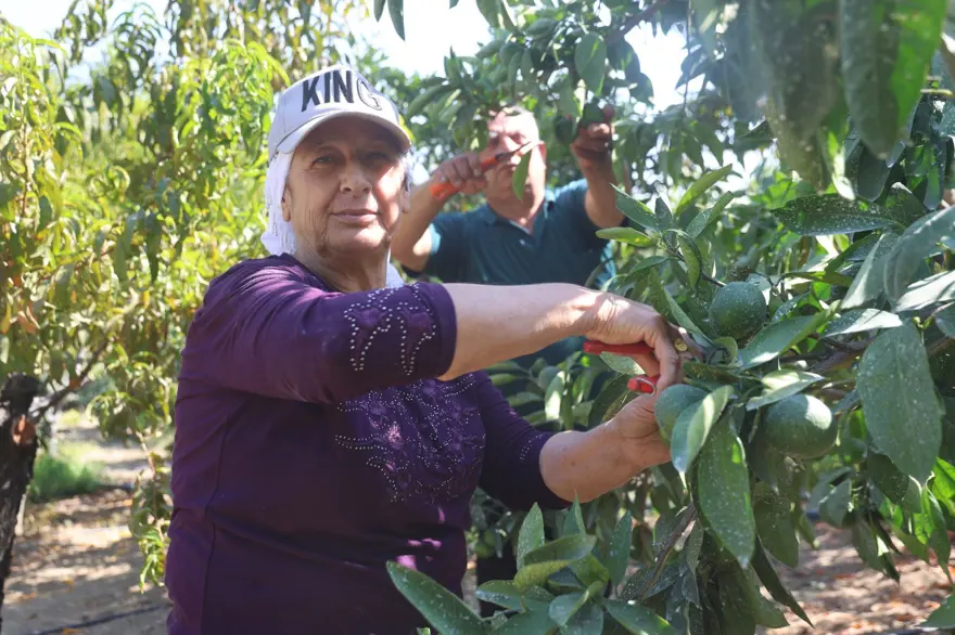 Tarlada fiyatı: 30 TL ile 40 TL arasında: Kuraklık etkiledi, rekolte kaybı var 7