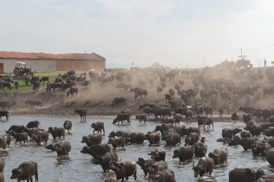 Afrika Serengeti Parkı değil Balıkesir Ovası 15