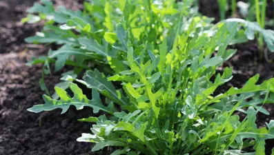 Diyet yapmadan kilo vermek mümkün: Bu besinler kilo kaybını destekliyor