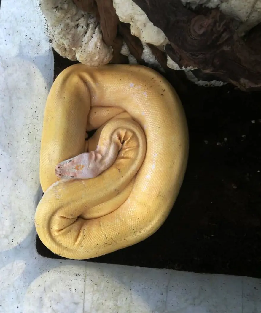 Kiracısına ulaşamayan ev sahibine albino piton sürprizi 1