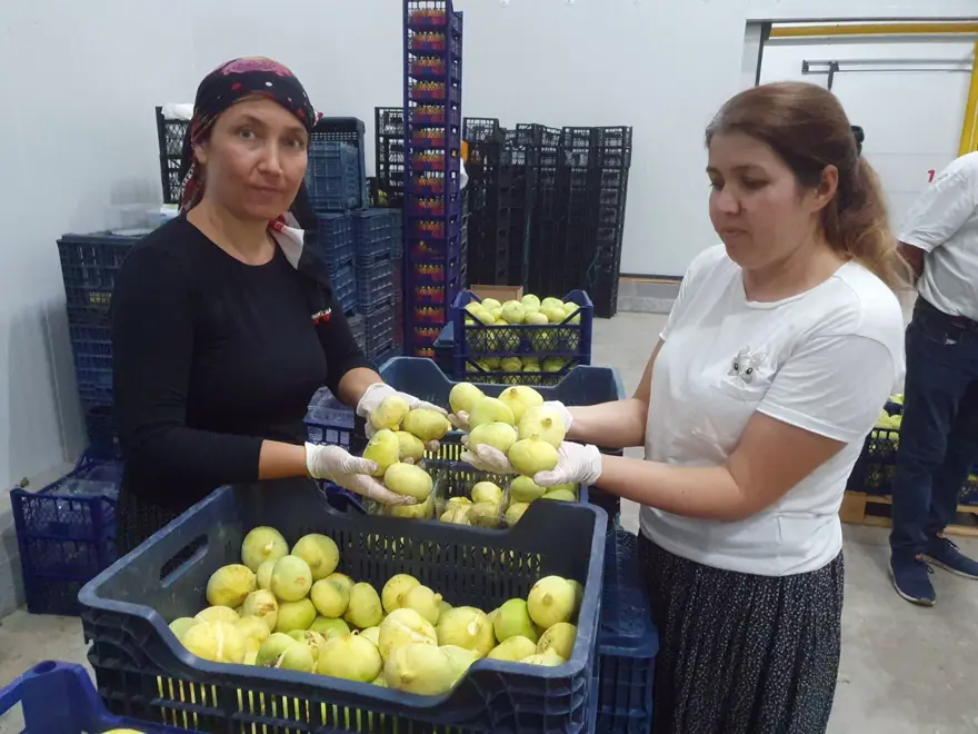 Tanesi 20 TL'den ihraç ediliyor: Mersinli çiftçinin yüzü güldü 