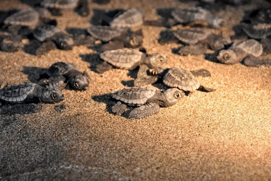 CARETTA CARETTALARA DA EV SAHİPLİĞİ YAPIYOR 8 CARETTA CARETTALARA DA EV SAHİPLİĞİ YAPIYOR 8