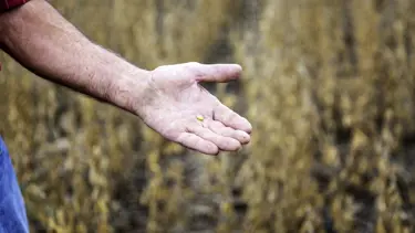 AB duyurdu: Genetiği değiştirilmiş soya fasulyesine izin çıktı