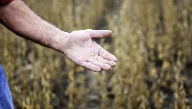 AB duyurdu: Genetiği değiştirilmiş soya fasulyesine izin çıktı