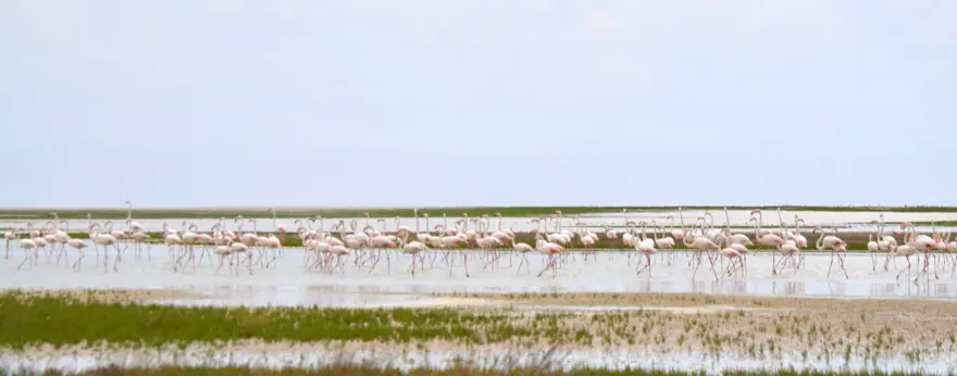 Tuz Gölü’nün yavru flamingoları kuluçkadan çıktı 3 Tuz Gölü’nün yavru flamingoları kuluçkadan çıktı 3