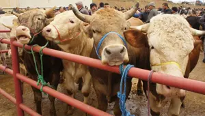 Diyanet açıkladı: Kurban keserken hangi dualar okunmalı? Kurban keserken okunacak dualar