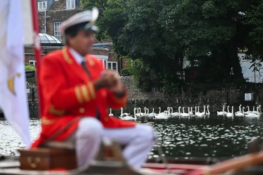 İngiltere'nin 838 yıllık geleneği: Kuğu nüfus sayımı 1