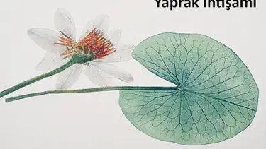 Yaprak ihtişamı