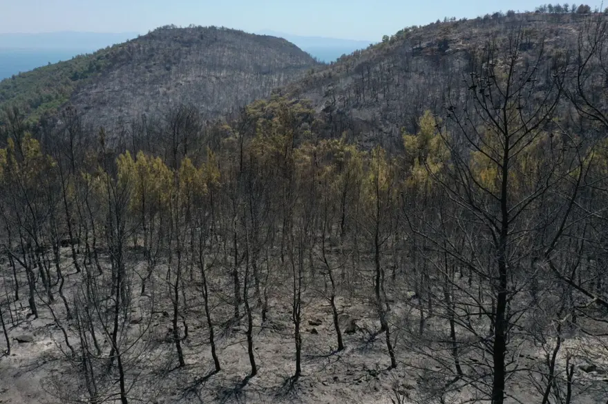 Menderes'teki orman yangınından geriye kalanlar 17