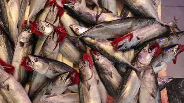 Balıkçılardan palamut uyarısı: Erken tuzlanmalı, her an kaybolabilir