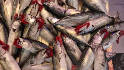 Balıkçılardan palamut uyarısı: Erken tuzlanmalı, her an kaybolabilir