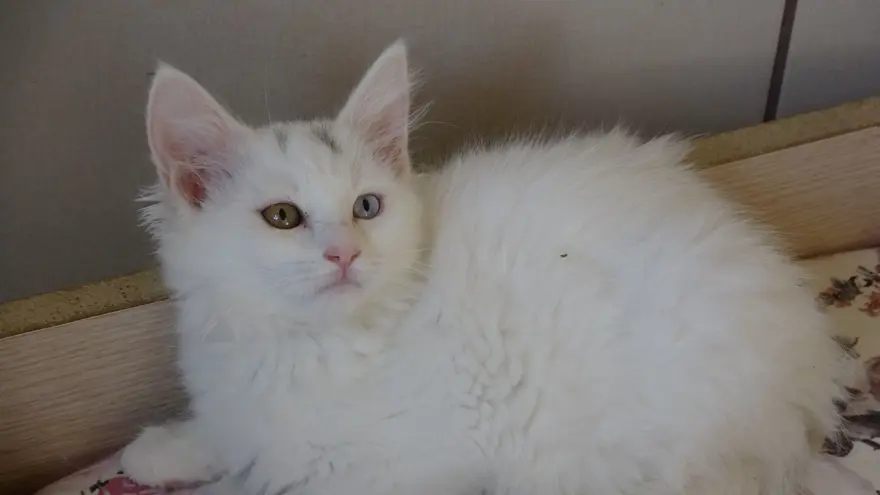 Tehlike ortadan kalktı: Van kedileri için "kırmızı alarm" verilmişti 3 Tehlike ortadan kalktı: Van kedileri için "kırmızı alarm" verilmişti 3