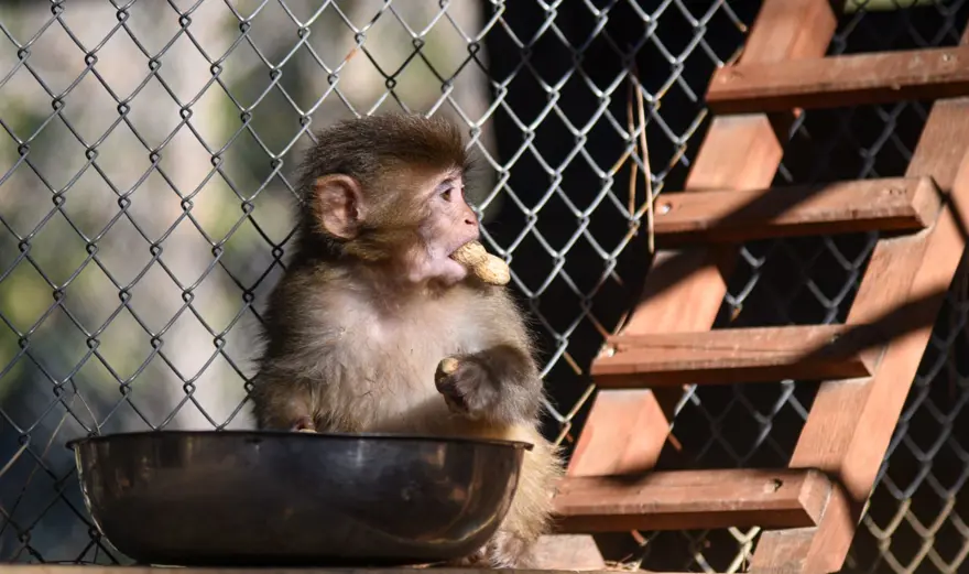 Koli içinde bulunmuştu: "Fıstık"a Antalya havası yaradı 1