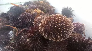 Ayvalık’ın sembol lezzeti: Karadiken