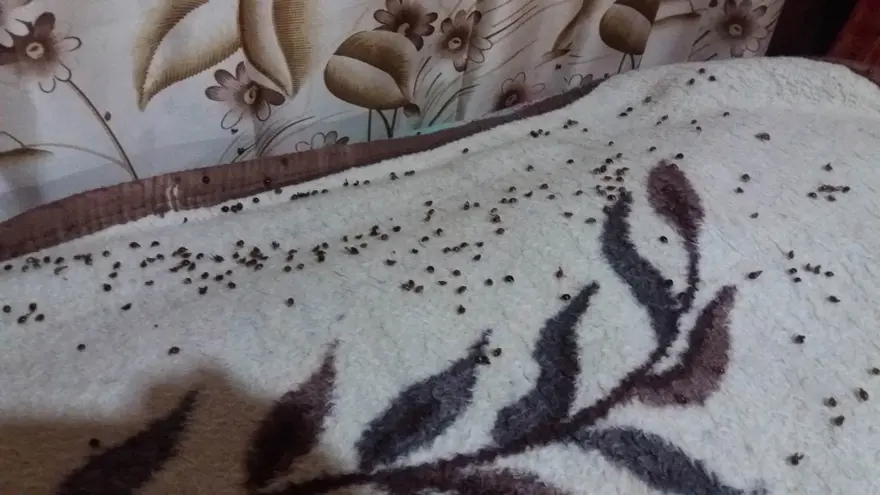 Rize'yi istila eden uğur böceklerinin sırrı ortaya çıktı 7