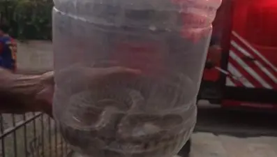 Elazığ’da engerek yılanı paniği: Apartman dairesinde bulundu