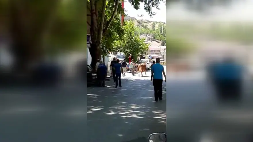 Kaçan dana ortalığı birbirine kattı: Gel kurban olduğum 9