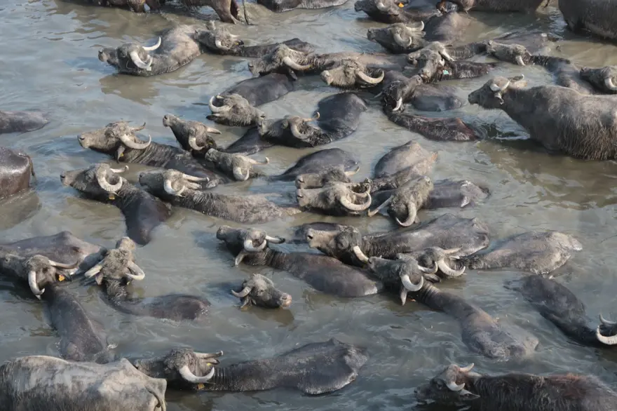 "DÖRT KUŞAKTAN MANDA YETİŞTİRİYORUZ" 5