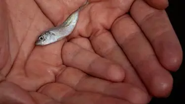 'Yavru balık satma, görürsen de alma'