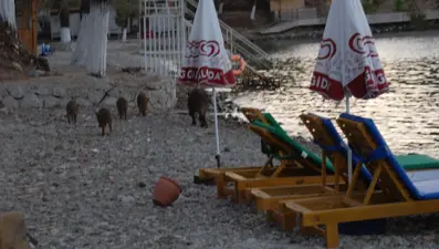 Tatil merkezlerinde domuz tehlikesi