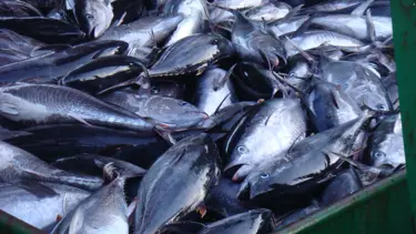 Orkinos eylemleri sürüyor