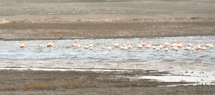 Yazlıkçı flamingolar Tuz Gölü'nde 4 Yazlıkçı flamingolar Tuz Gölü'nde 4