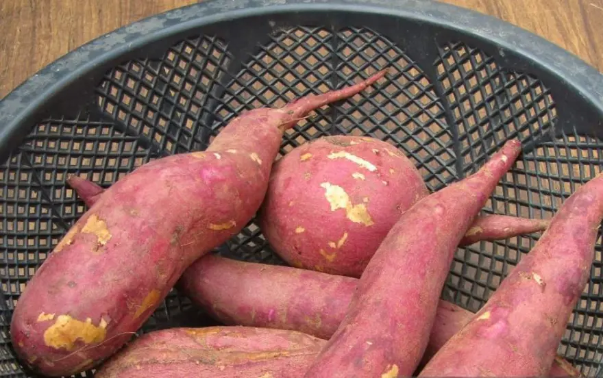 Çinlilerin uzun yaşam sırrı! Günde 1 tane yemek bile sayısız sağlık sorununa çare oluyor: Vitamin ve potasyum zengini 2