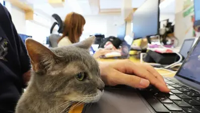 Bu ofiste kediler de çalışıyor: "Günün tüm stresini alıyorlar"