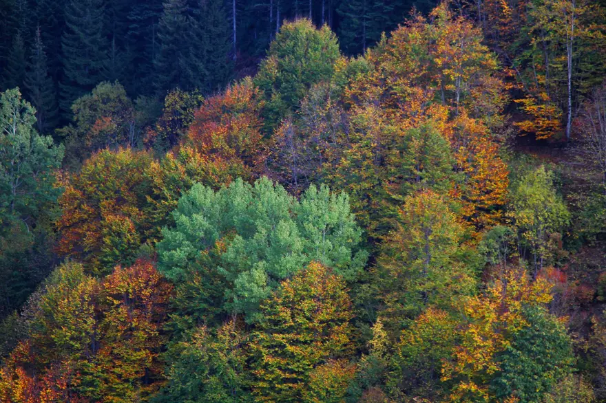 "Sakin şehir" olarak biliniyor: Adeta renk cümbüşüne döndü 5 "Sakin şehir" olarak biliniyor: Adeta renk cümbüşüne döndü 5