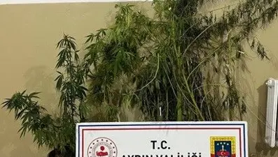 Aydın'da 22 kök kenevir ele geçirildi