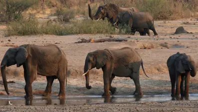 Zimbabve'de gizemli hastalıktan ölen fillerin sayısı 34'e yükseldi
