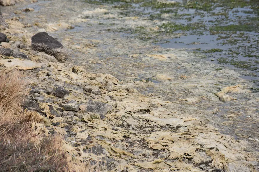 Çakalburnu Lagünü için kritik deniz marulu uyarısı: Son 2 yıldır marullar hiç kalkmadı 11 Çakalburnu Lagünü için kritik deniz marulu uyarısı: Son 2 yıldır marullar hiç kalkmadı 11