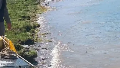 Göletlere yavru balıklar bırakıldı