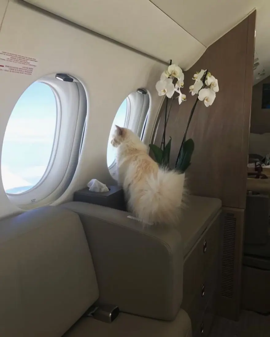 Karl Lagerfeld'in kedisi Choupette mirasın tadını Paris'te çıkarıyor 11 Karl Lagerfeld'in kedisi Choupette mirasın tadını Paris'te çıkarıyor 11